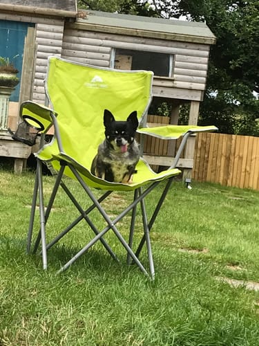 Customer photo review of Chicken Bone Broth for Dogs
