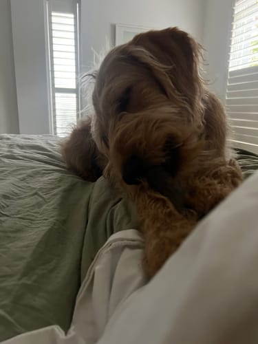 Customer photo review of Beef Hairy Ears