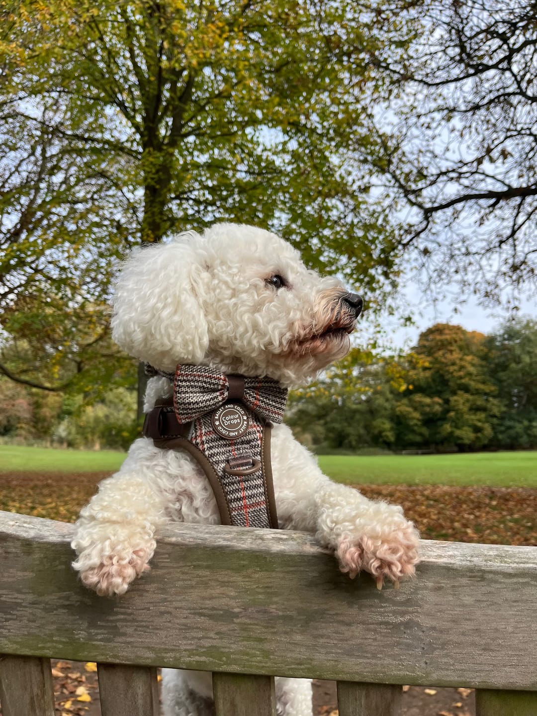 Customer photo review of Bow Tie - Colour Drops - Heritage Plaid