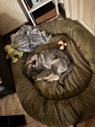 Customer photo review of CozyNest Prémium Puha Fánk Alakú Kutya Fekhely