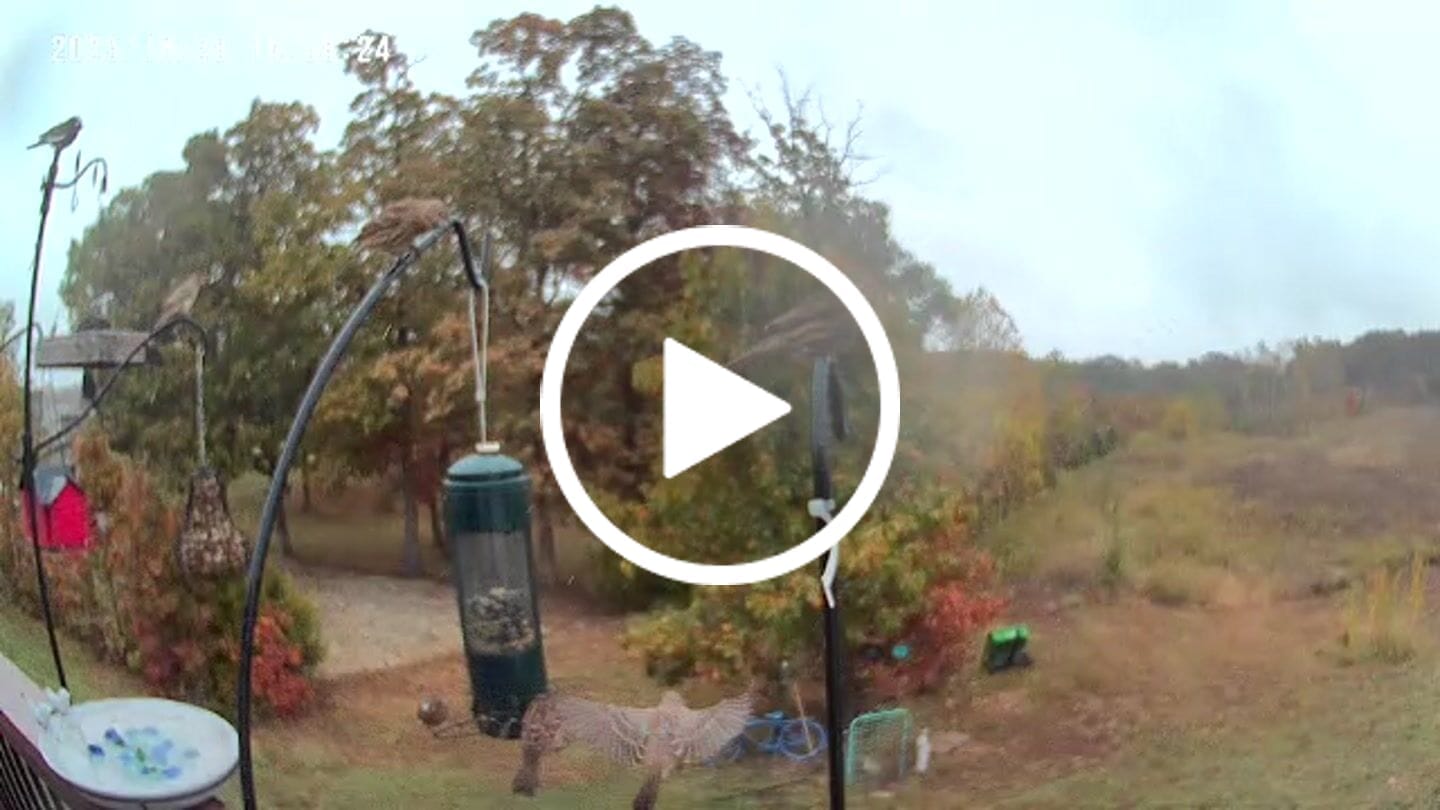Customer video review of Birdfy Cam - Versatile Standalone Backyard Birdwatching Camera