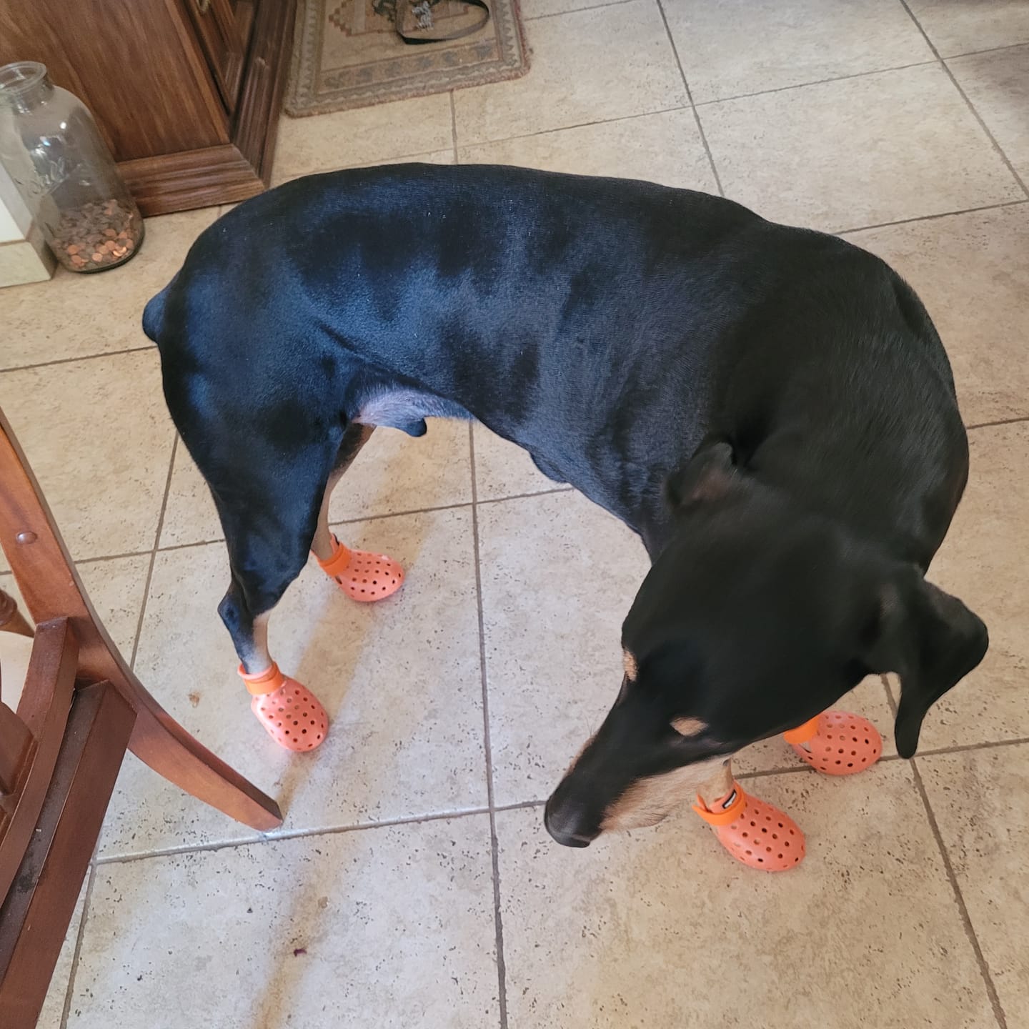 Customer photo review of WagWellies® Mojave Neon Orange
