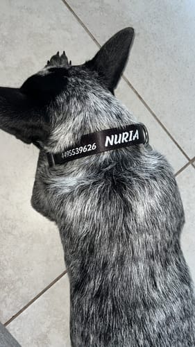 Customer photo review of Collar personalizado para Mascota: Liso