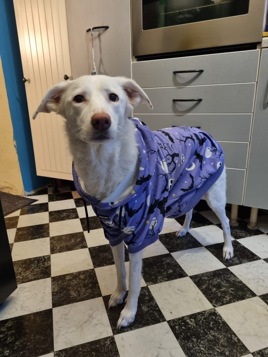 Customer photo review of Halloween Dog Hoodies (Limited Edition)