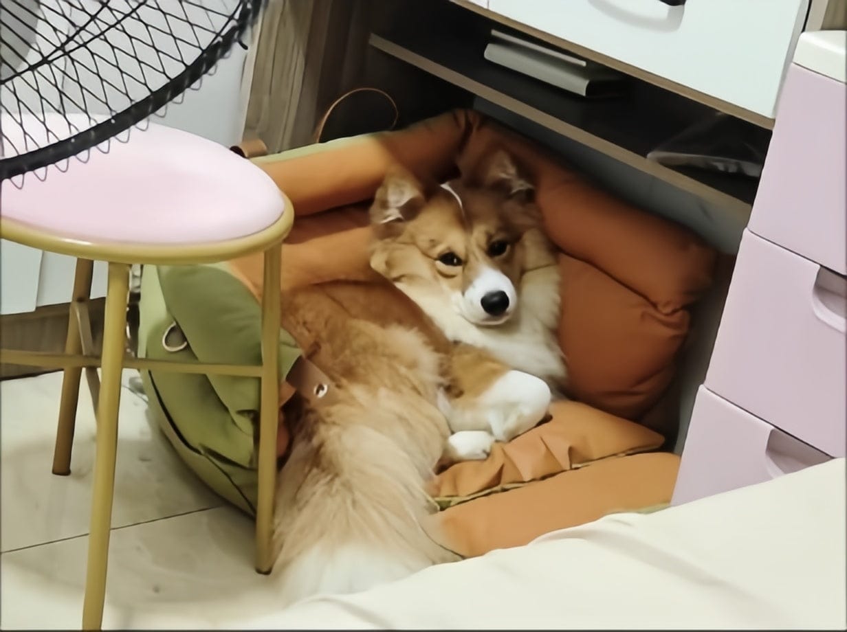 Customer photo review of Olive Green Premium Dog Car Elevated Bed