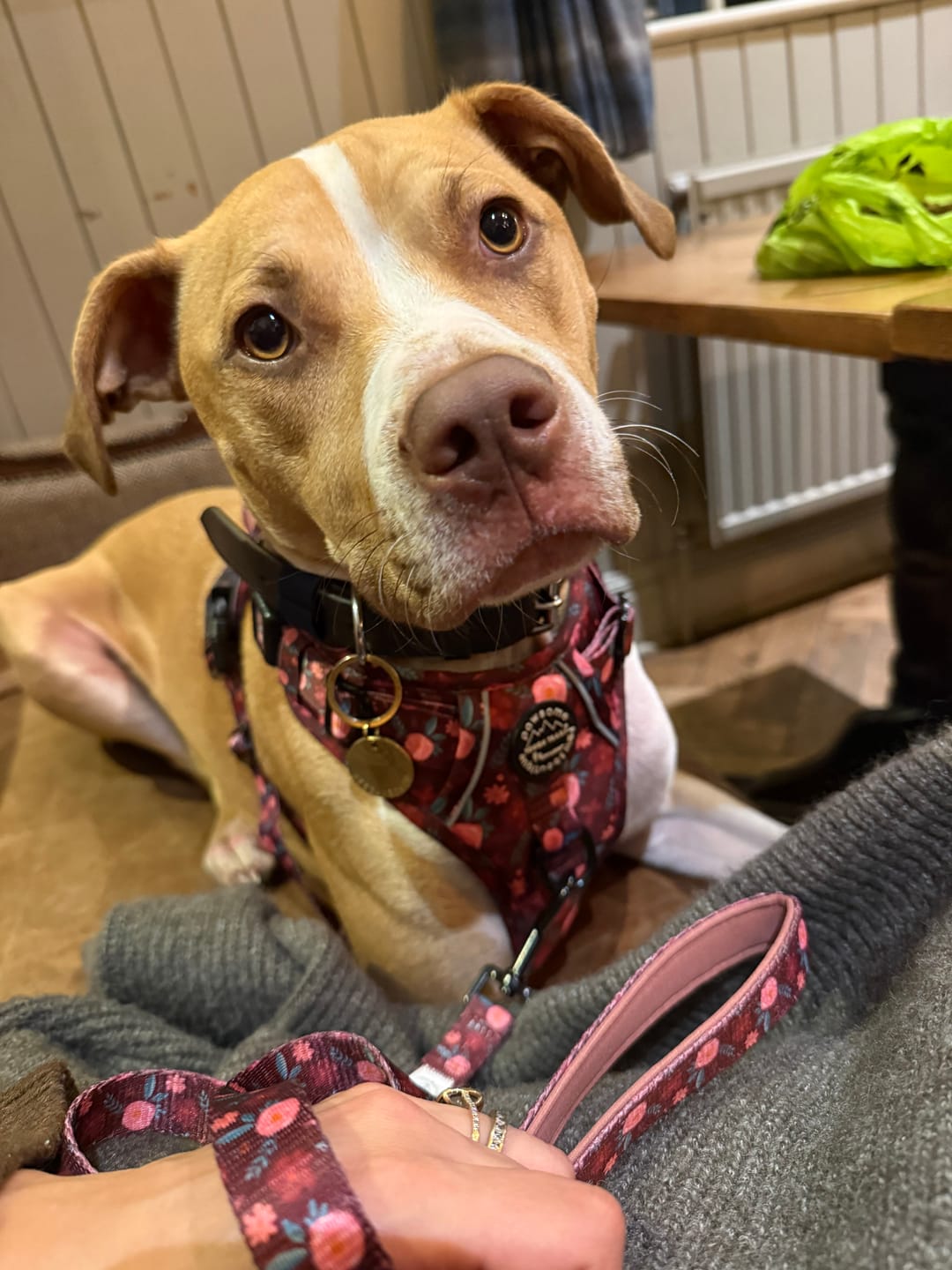 Customer photo review of Tough Trails™ Harness - Mable's Meadow