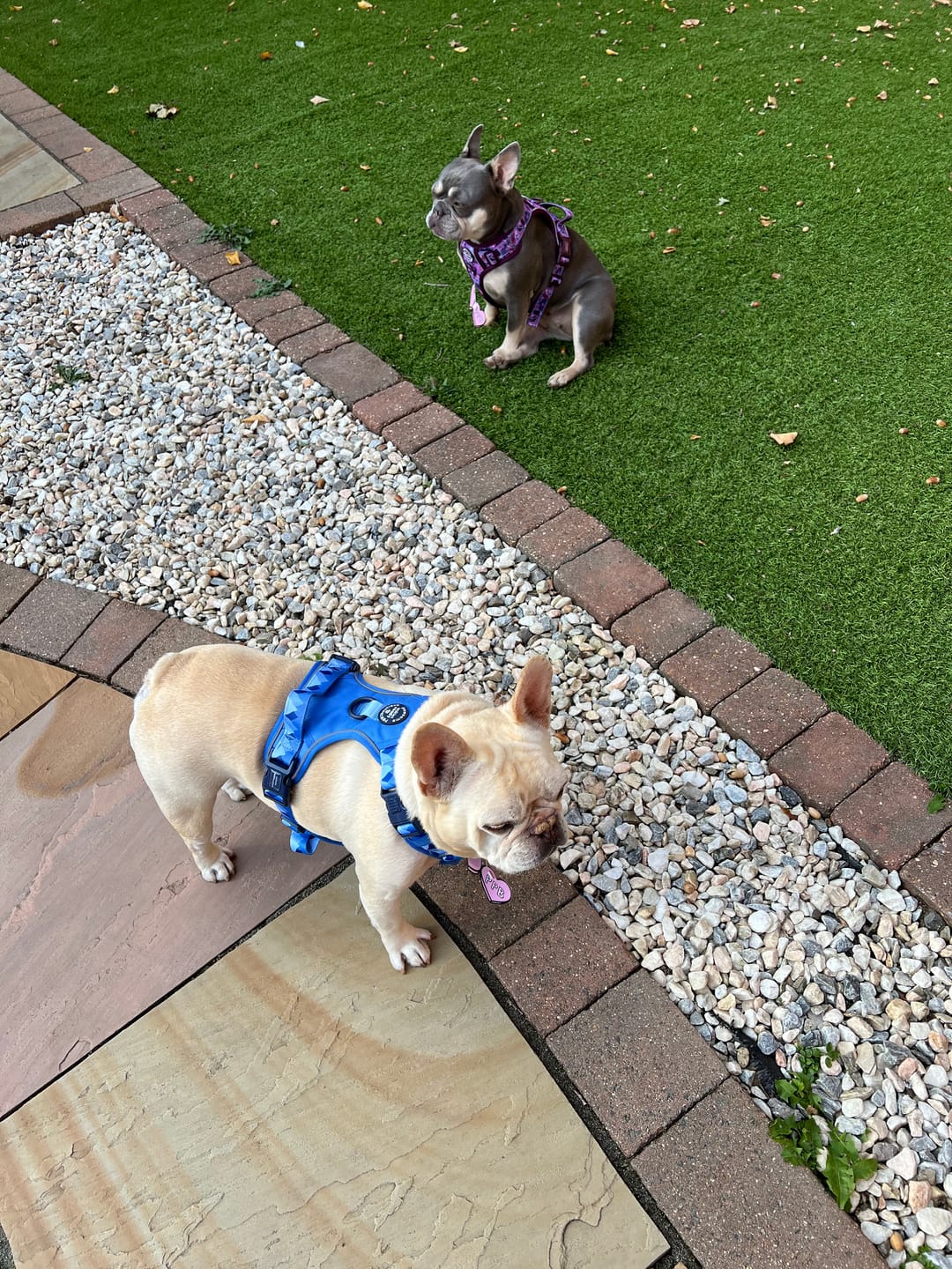 Customer photo review of Tough Trails™ Harness - Walkies Ready® Cornflower Blue