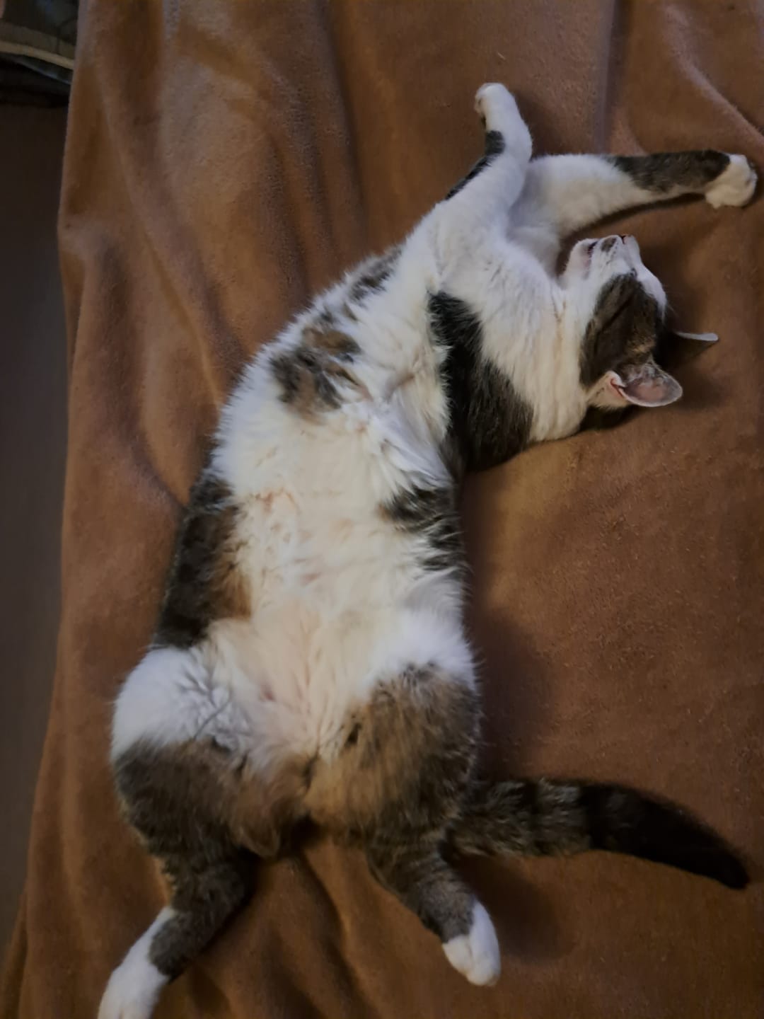 Customer photo review of Wohlfühlmix für Hunde & Katzen bei Stress, Angst, Unruhe & Hyperaktivität
