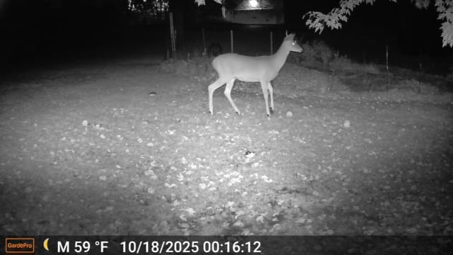 Customer photo review of GardePro X66 Pro Cellular Trail Camera-(USA/CA Model)