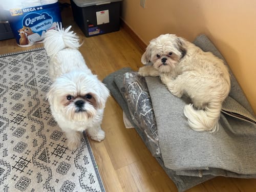 Customer photo review of Dog Peaceful Paws Aggression & Noise Phobia Remedy