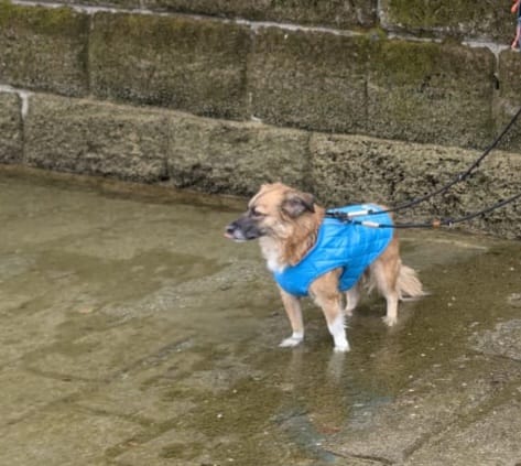 Customer photo review of Emmalove - Wasserdichte Hundeweste