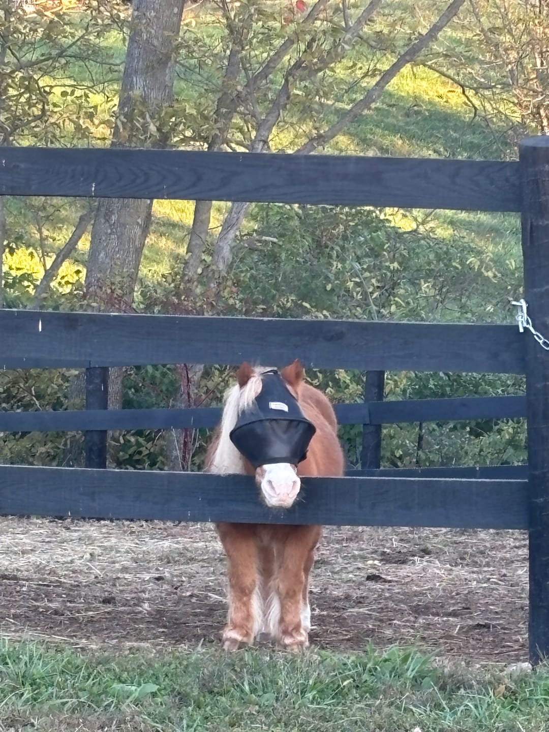 Customer photo review of Solar Vizor Fly Mask - Standard Style