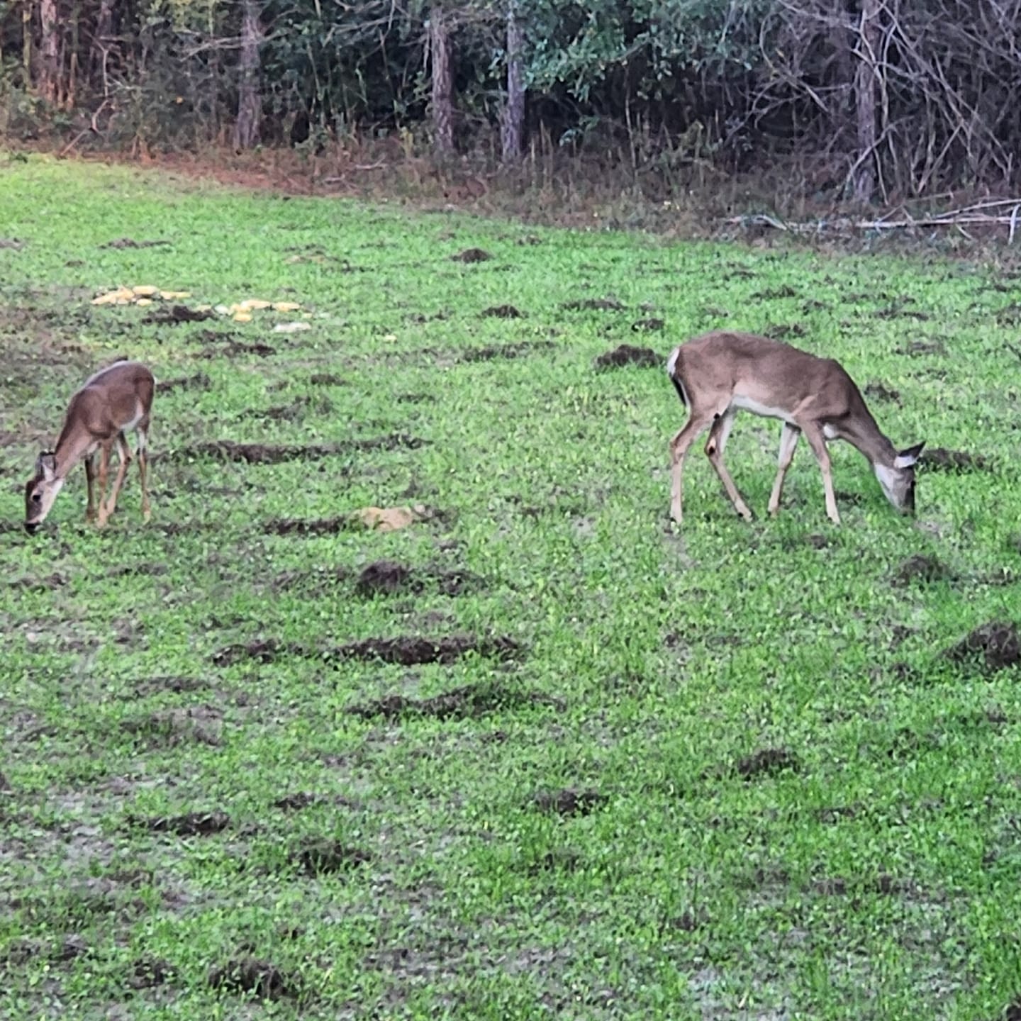 Customer photo review of Illicit™