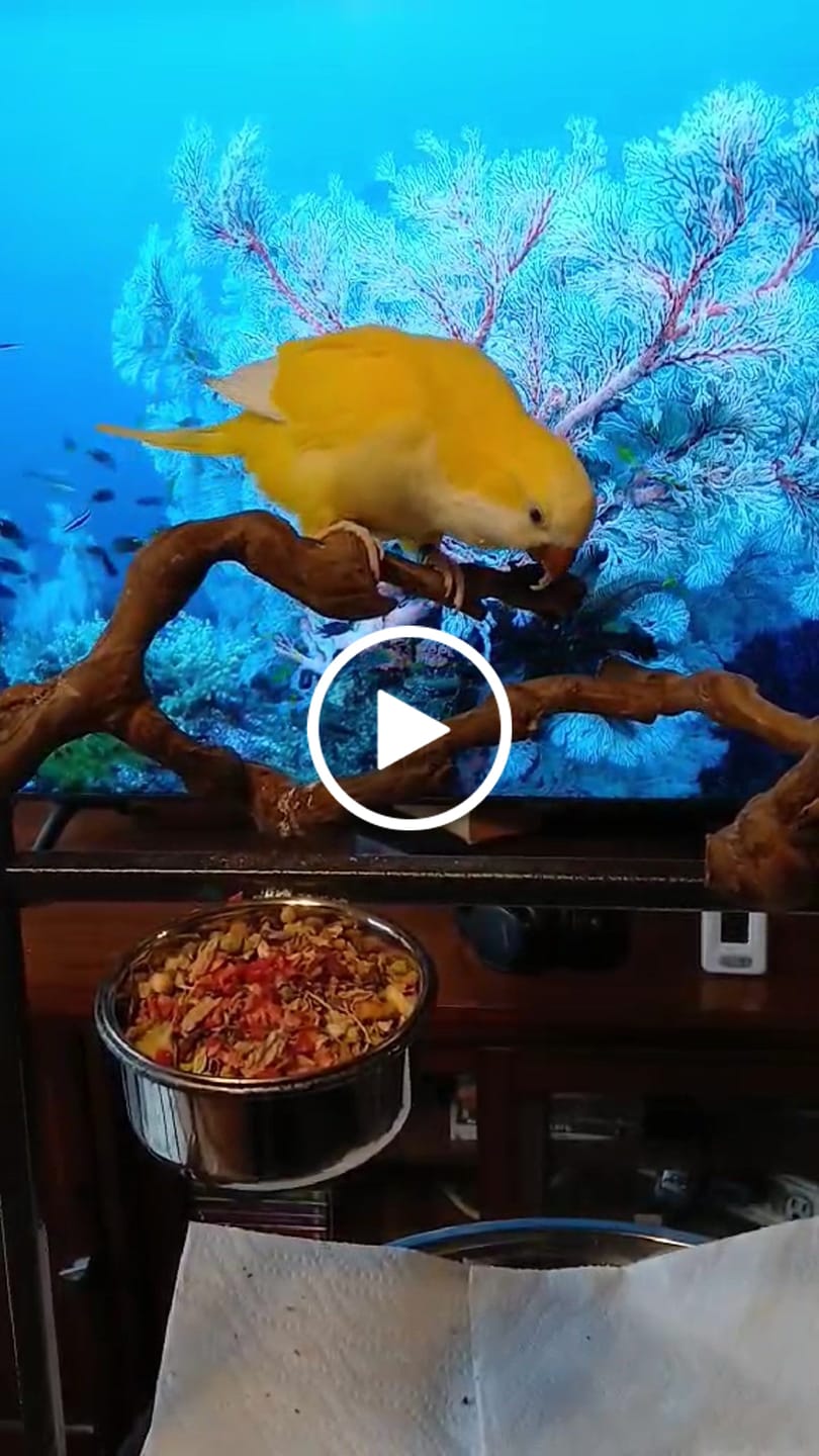 Customer video review of Bird Bites Freeze Dried Chop - Totally Veggies - No Fruit