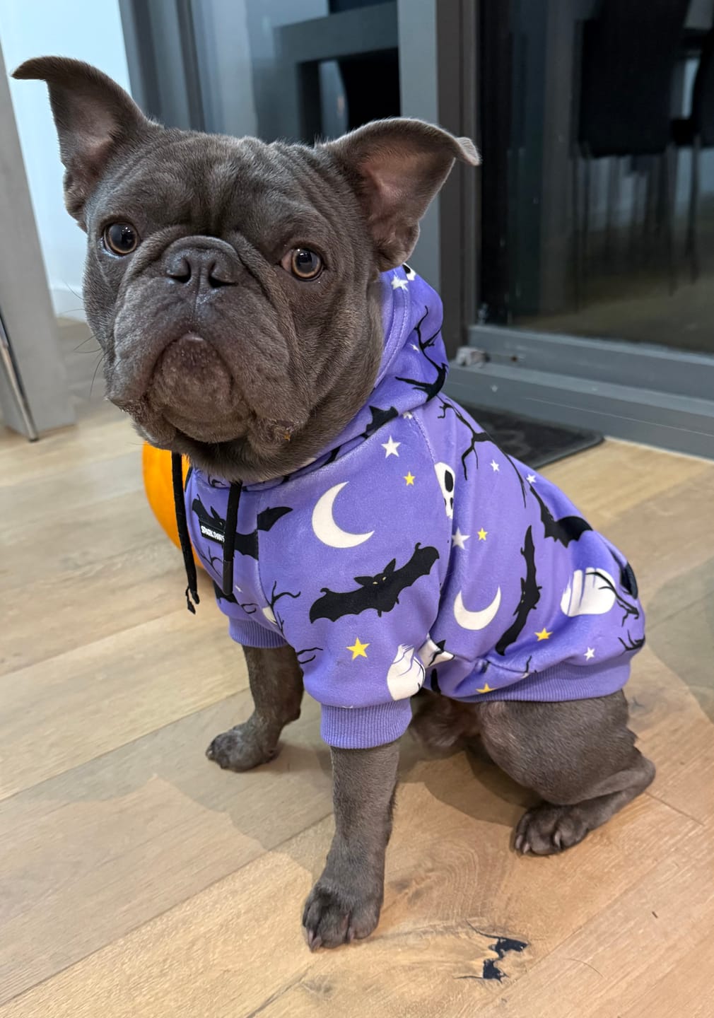 Customer photo review of Halloween Dog Hoodie - Purple