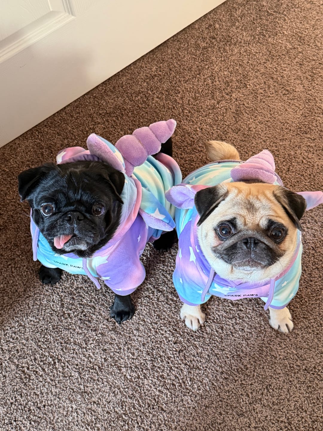 Customer photo review of Halloween Dog Hoodie - Unicorn