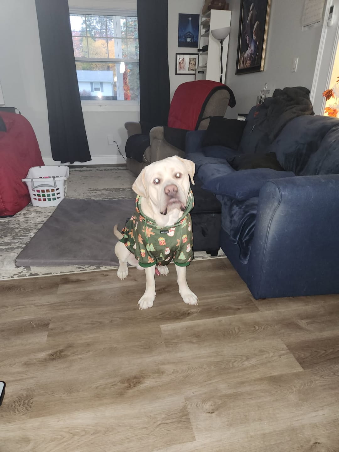 Customer photo review of Christmas Dog Hoodies