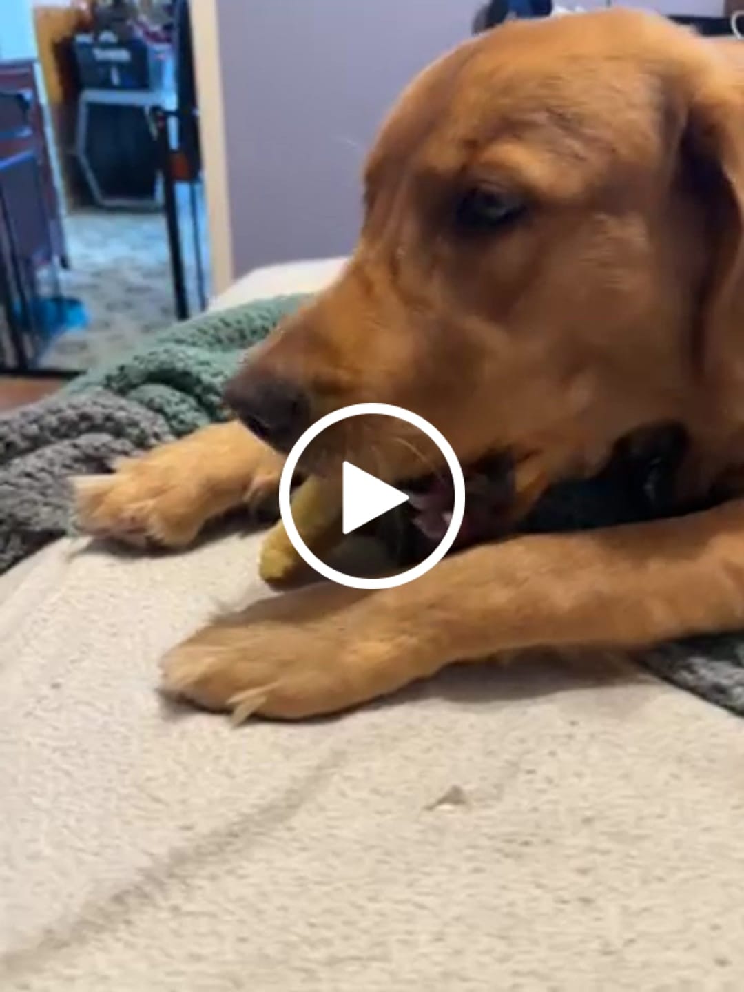 Customer video review of Himalayan Yak Chew (EXTRA LARGE)