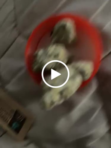 Customer video review of Snow Balls