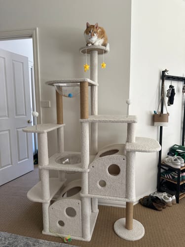 Customer photo review of Ella's Castle: Super Large Cat Tree -9 Tiers, Height 173cm