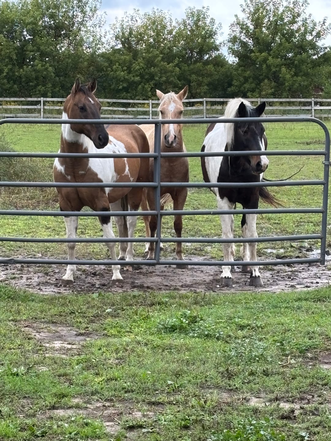 Customer photo review of Equine Aloe Vera Juice