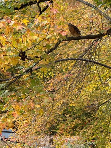 Customer photo review of Blue Dream