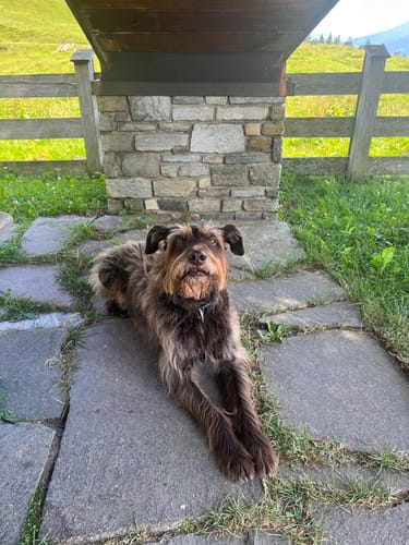 Customer photo review of Frischfutter für Energiebedarf von 826 kCal/Tag