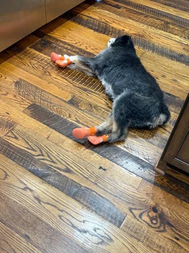 Customer photo review of WagWellies® Mojave Neon Orange