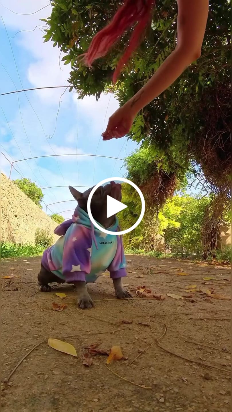 Customer video review of Halloween Dog Hoodies (Limited Edition)