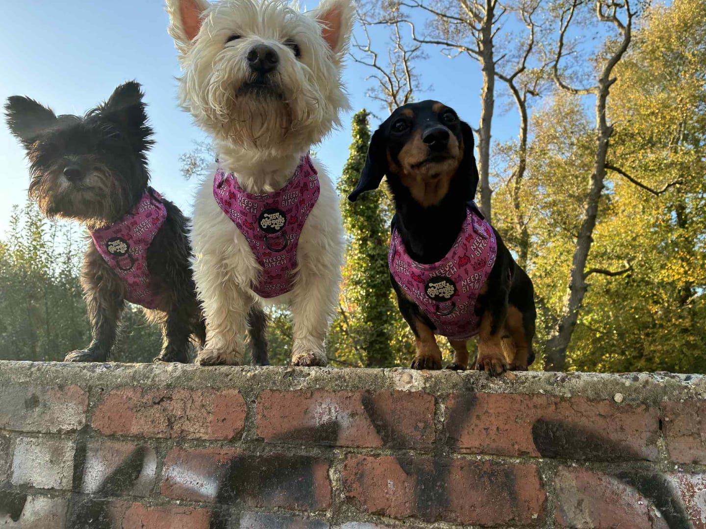 Customer photo review of Needy bitch harness