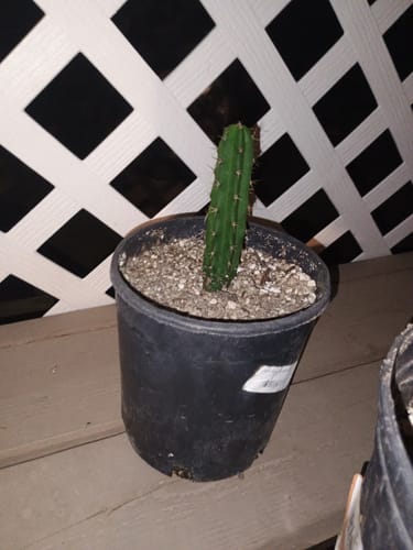 Customer photo review of Trichocereus Bridgesii | Bolivian Torch Cactus