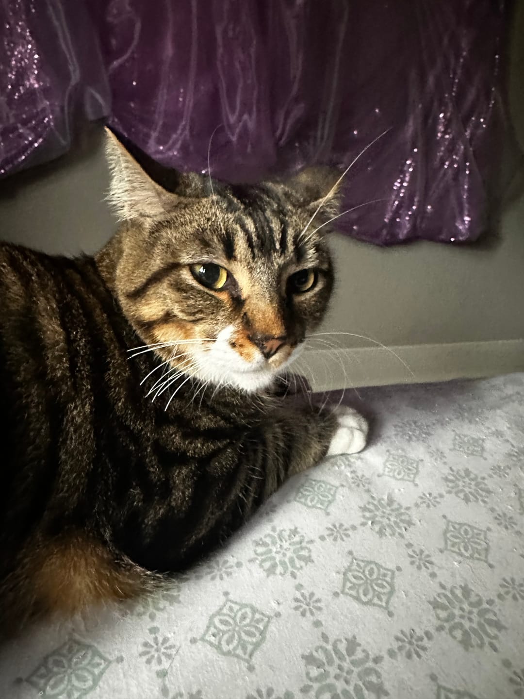 Customer photo review of Michu Premium Mixed Tofu Cat Litter Pro Gen2 6L- Value Box 11lb