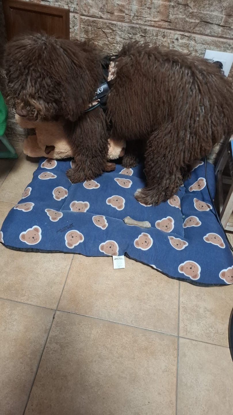 Customer photo review of Peluche Antiestrés para Mascotas