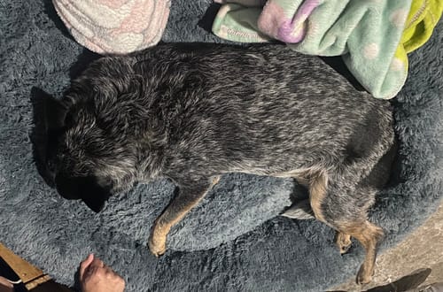 Customer photo review of Cama Antiestrés para Perros