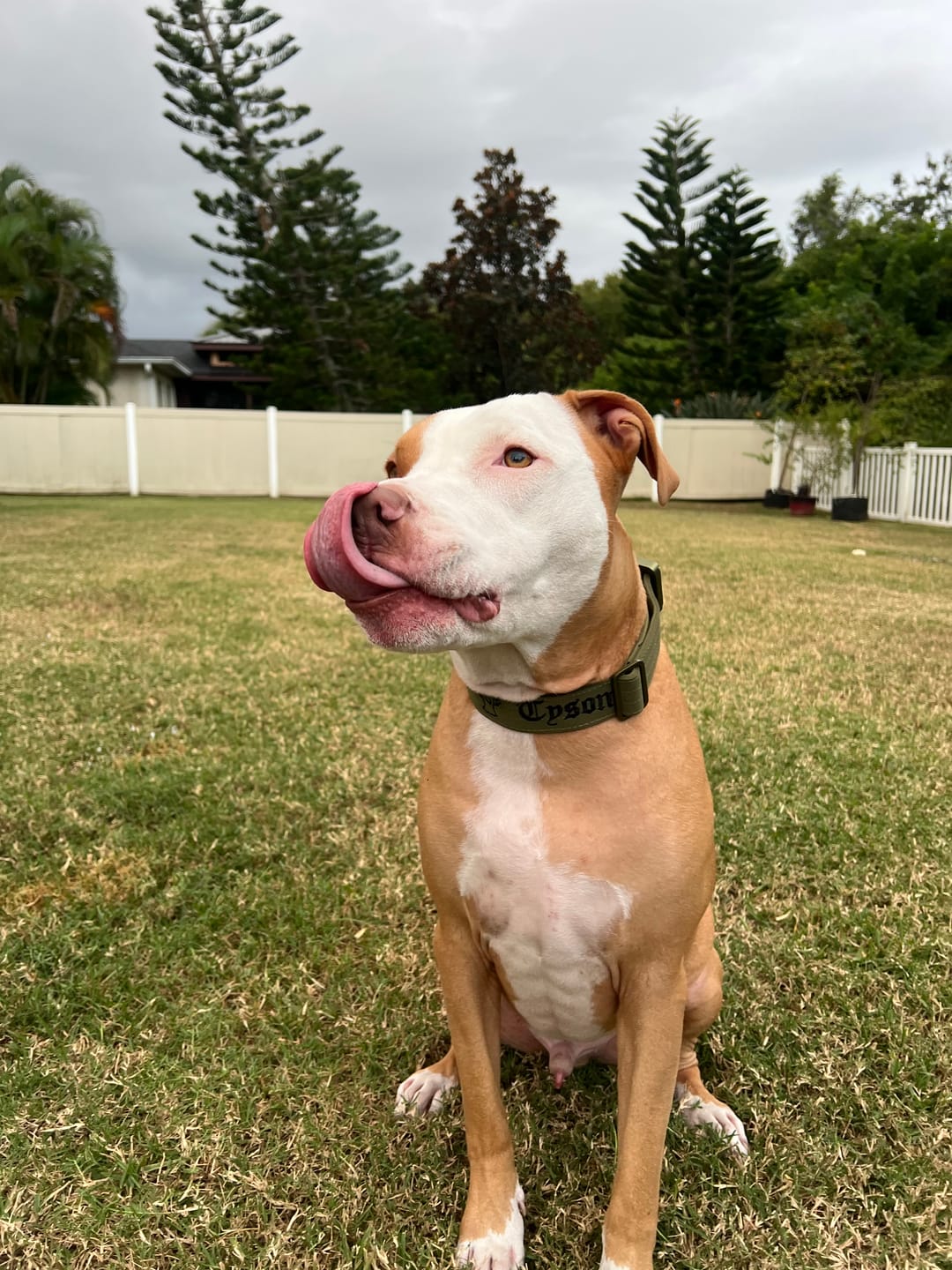 Customer photo review of 4cm LIGHTER Combat® Collar | With Handle Rated Clip - Khaki x Khaki