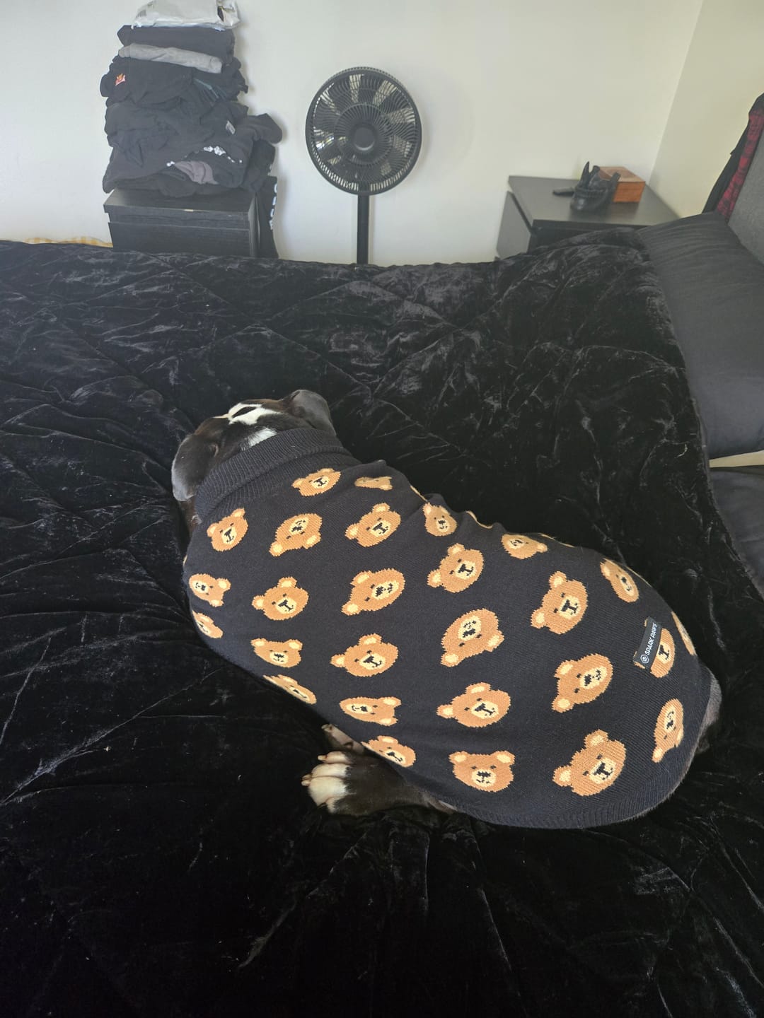 Customer photo review of Broken Teddy Bear Knit Dog Sweater - Black