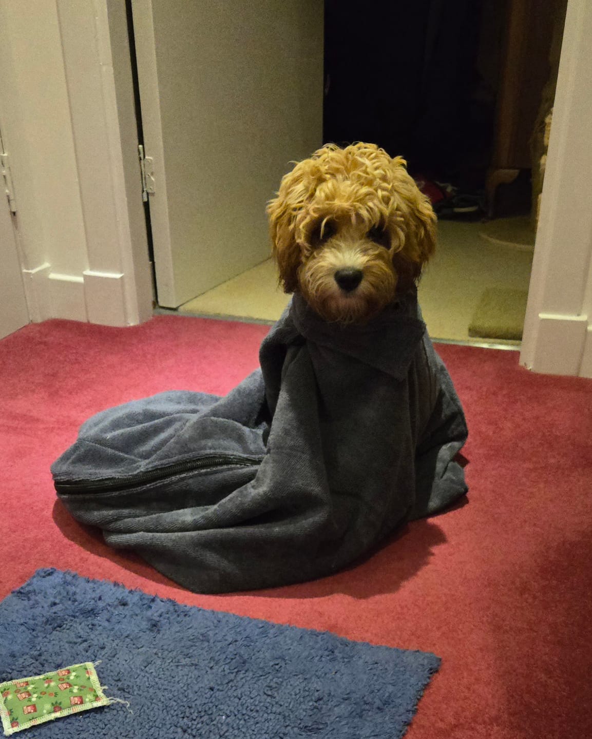 Customer photo review of Luxury Dog Drying Bag