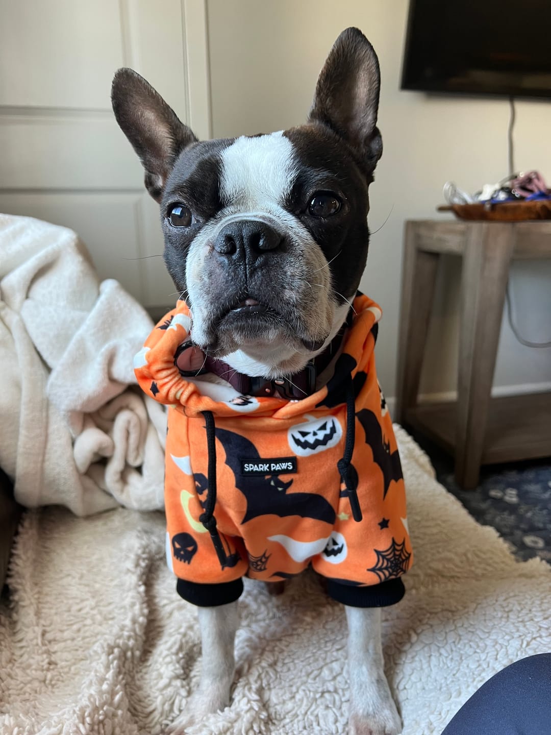 Customer photo review of Halloween Dog Hoodies (Limited Edition)