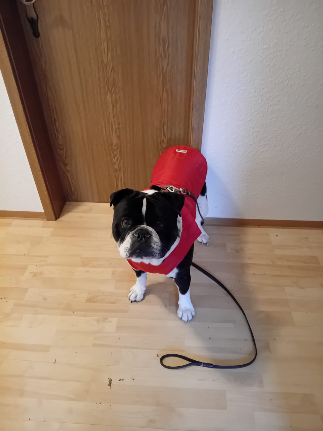 Customer photo review of Emmalove - Wasserdichte Hundeweste