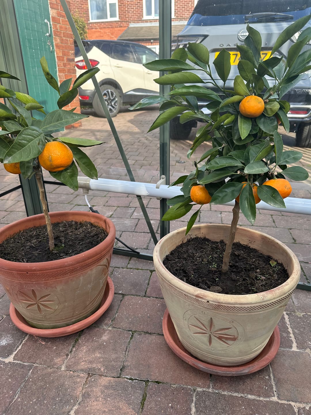Customer photo review of Citrus Winter Soluble Feed 200g