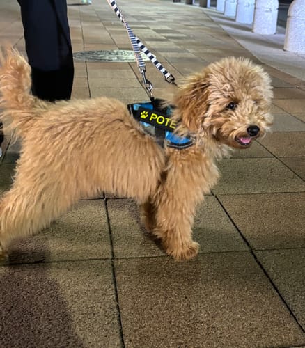 Customer photo review of FunFunPet 高機能ハーネス（お名前タグ作成サービス付き）