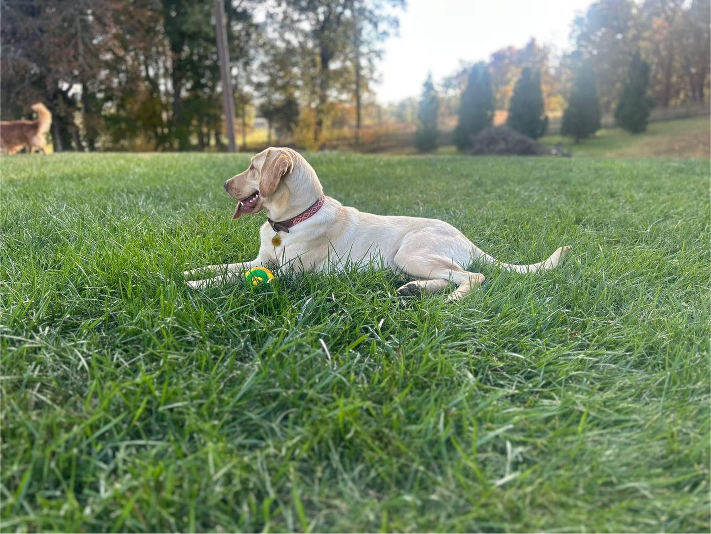 Customer photo review of Guarda Pampas Leather Dog Collar (Red)