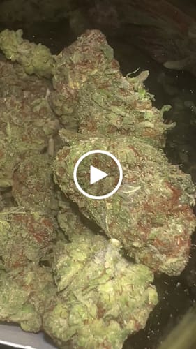 Customer video review of Triple Burger - Light Dep THCA (Full Size)