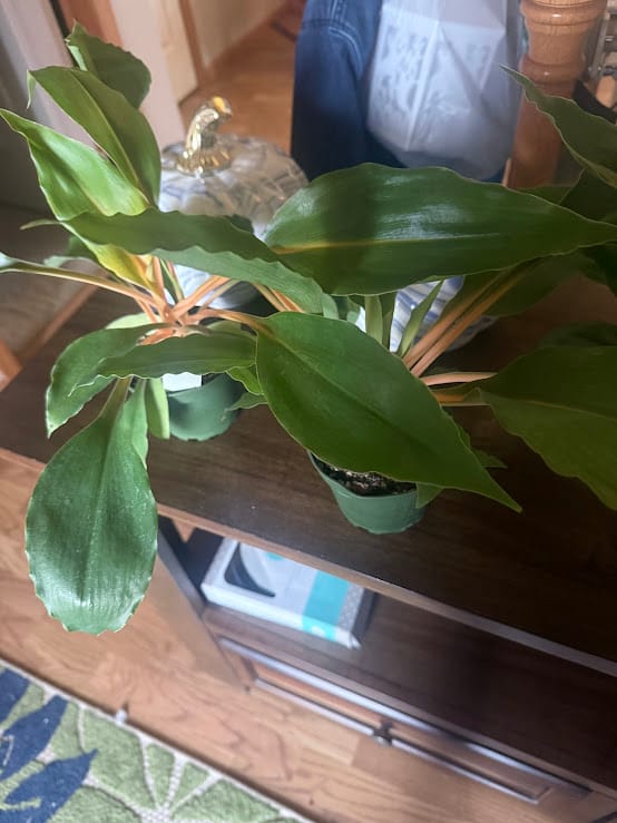 Customer photo review of Chlorophytum 'Fire Flash' 'Mandarin Orange'