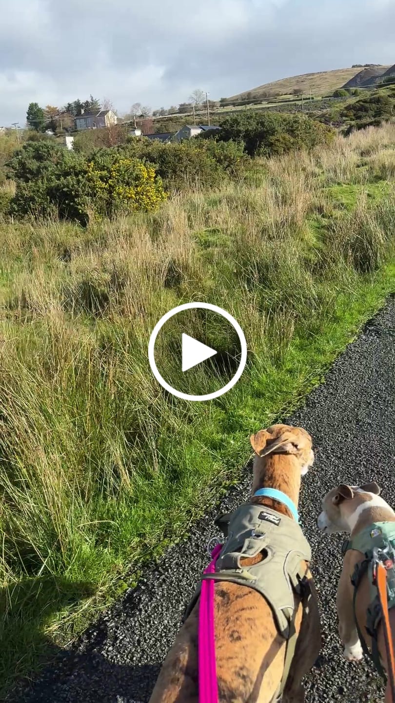Customer video review of Training Double Ended Dog Lead | 2m Length -  Magenta
