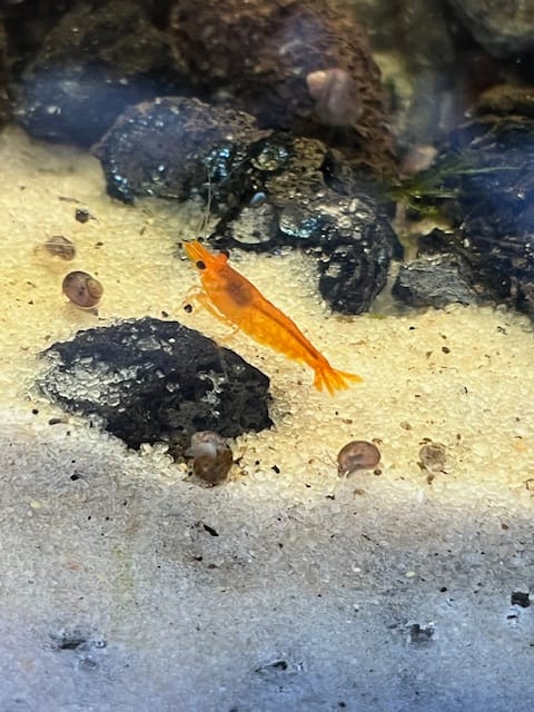 Customer photo review of Orange Sunkist Shrimp