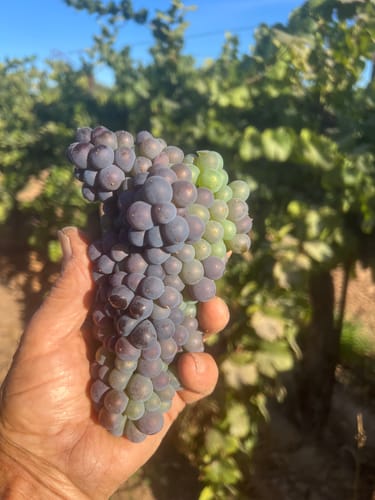 Customer photo review of 2016 Brookman Napa Valley Cabernet Sauvignon