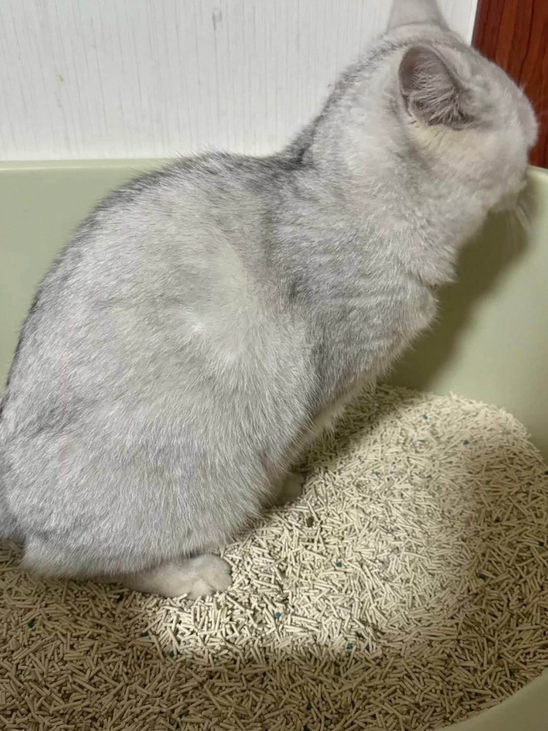 Customer photo review of Michu Mixed Tofu Cat Litter Lite 6L – Flushable, Eco-Friendly & Odour Control