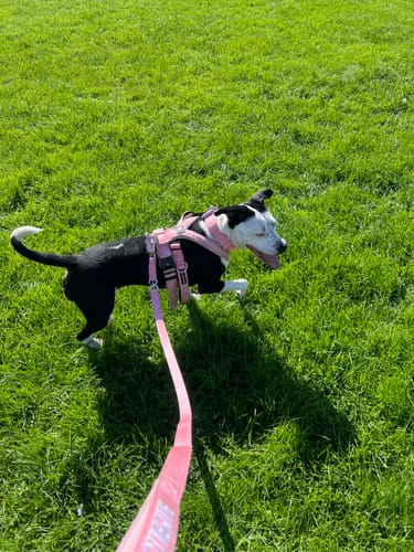 Poppy W. review of 1.4m Lighter Swivel Combat Lead | Anti-Tangle & Secure Clip - Pink x Pink image 1 out of 2