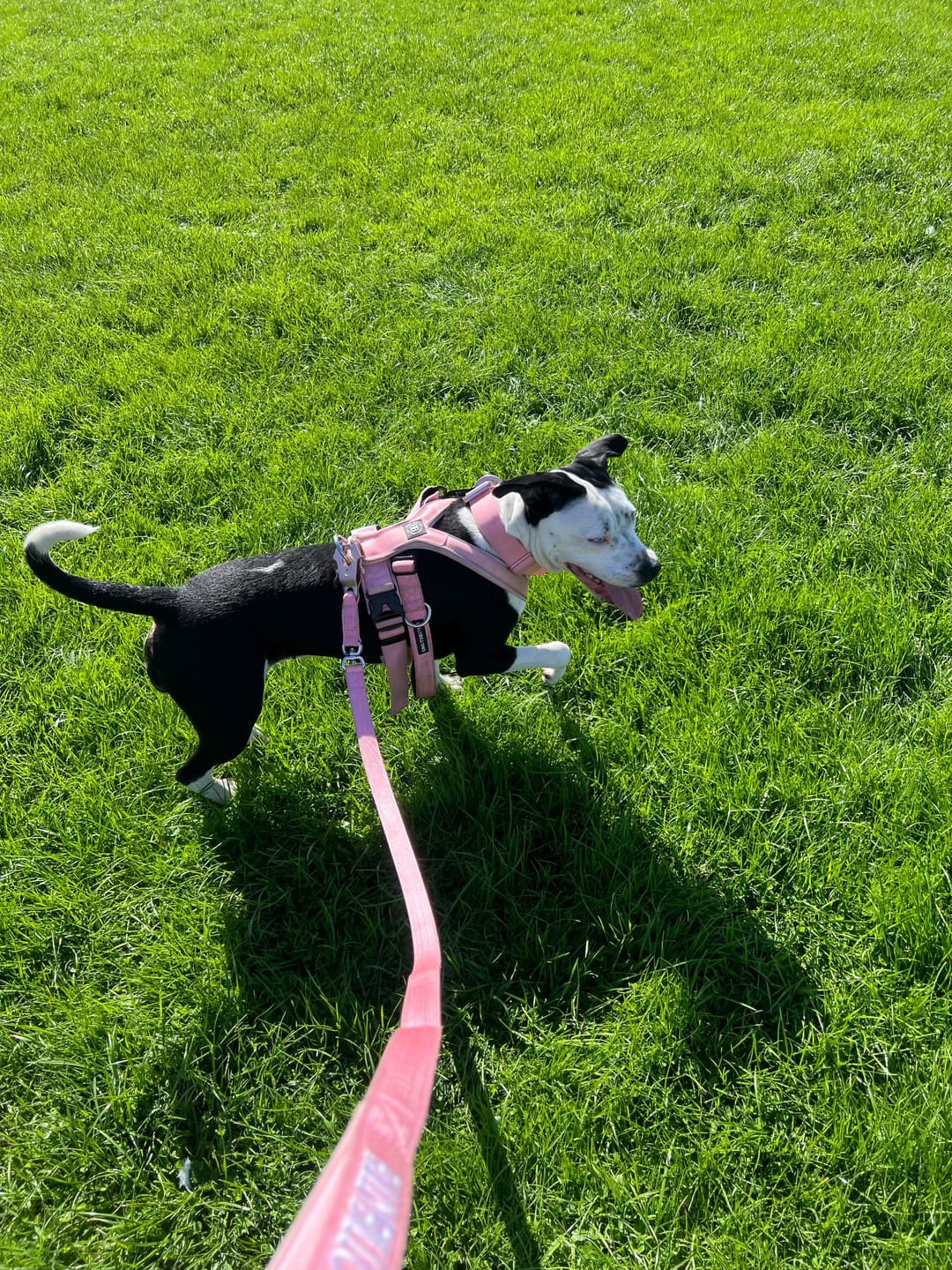 Customer photo review of 1.4m Lighter Swivel Combat Lead | Anti-Tangle & Secure Clip - Pink x Pink